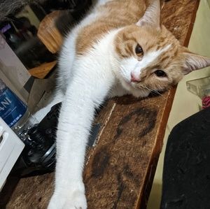 Meet your Posher, Tempesst